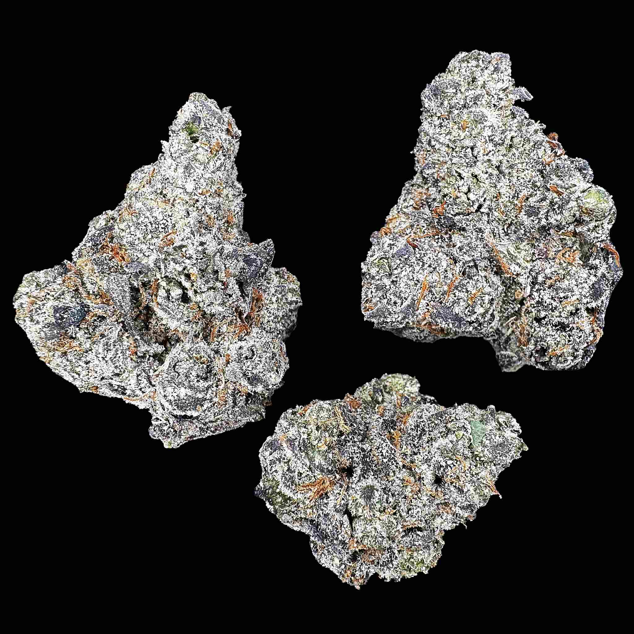 Marrakesh (Bulk)