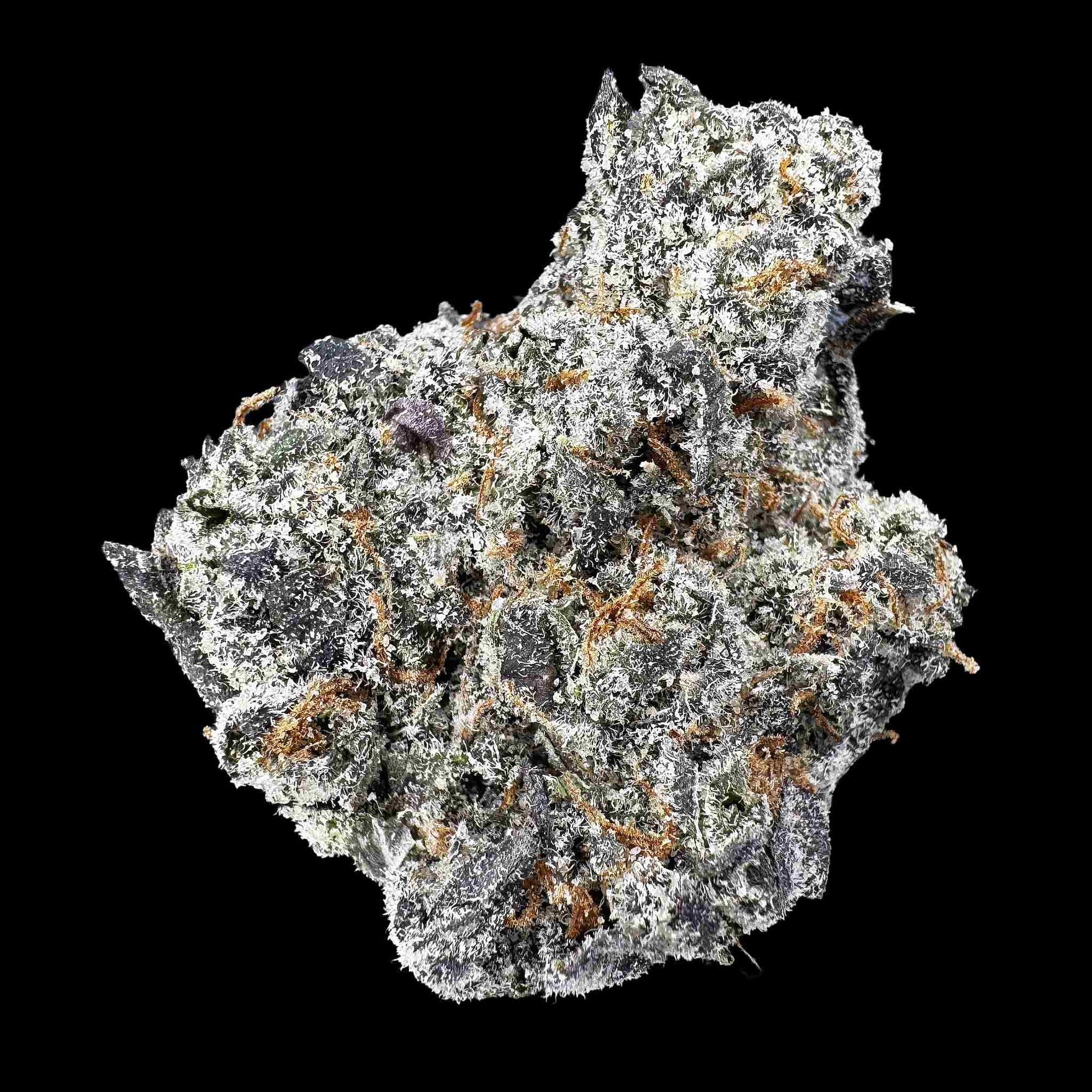 Marrakesh (Bulk)