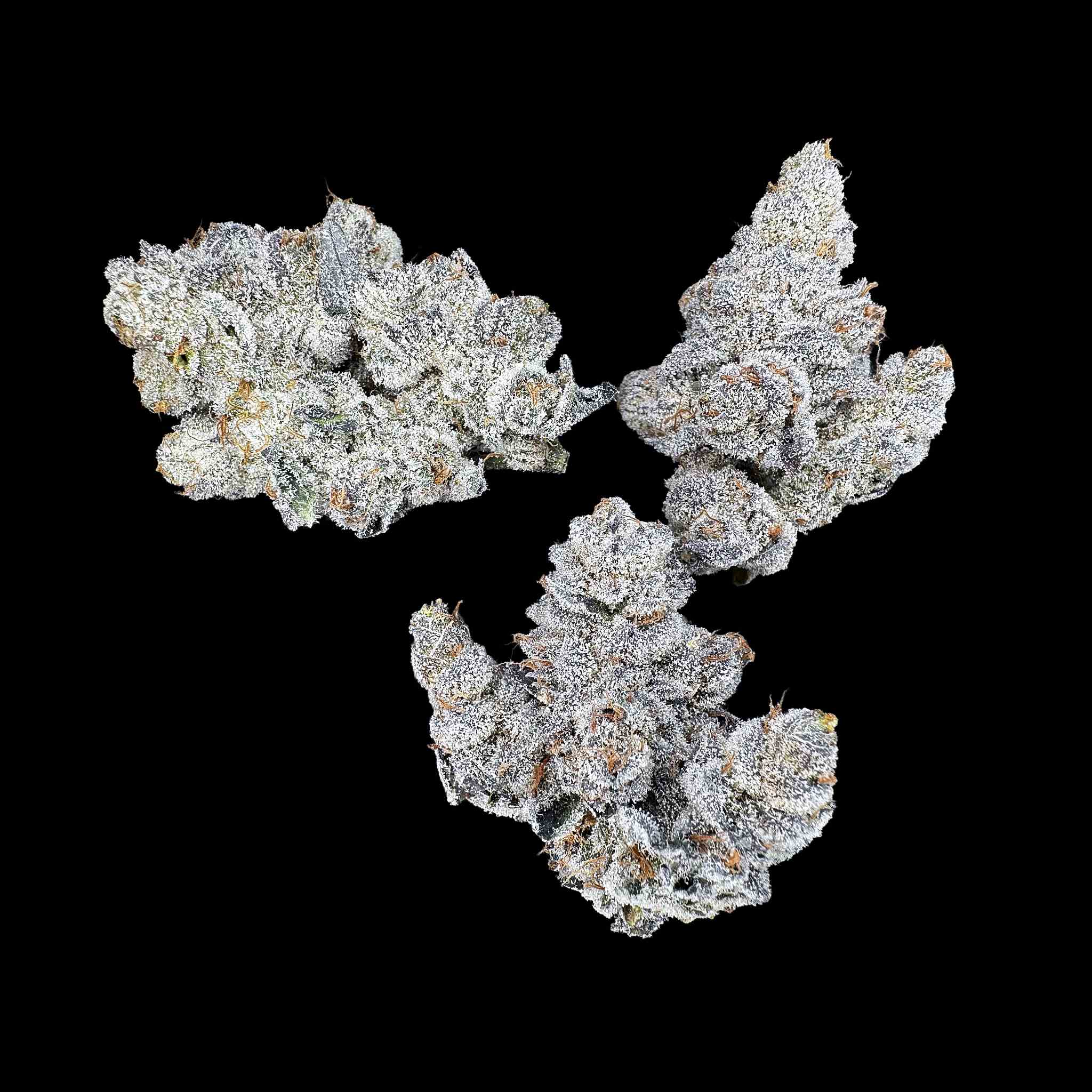 Close up of three dried buds of Animal Tsunami strain high thca premium top shelf legal weed. Hemp flower with potent crystals and high terpenes on a black background. The smell is very loud enticing gas vapors in a pine forest