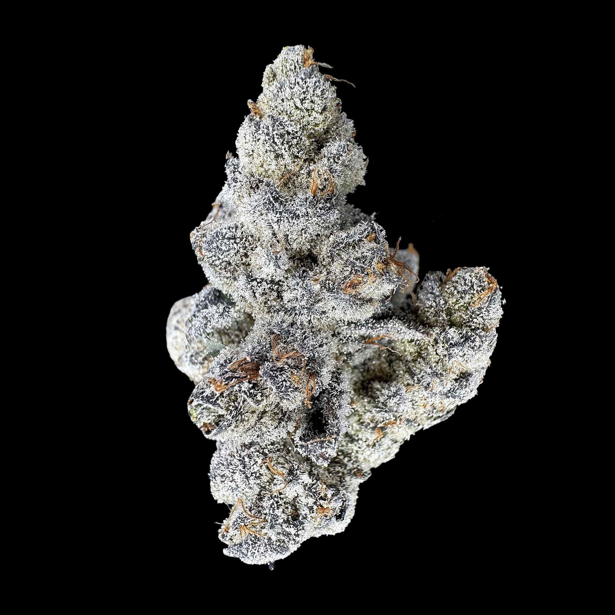 Close up of one dried bud of Animal Tsunami strain high thca premium top shelf legal weed. Hemp flower with potent crystals and high terpenes on a black background. The smell is very loud enticing gas vapors in a pine forest