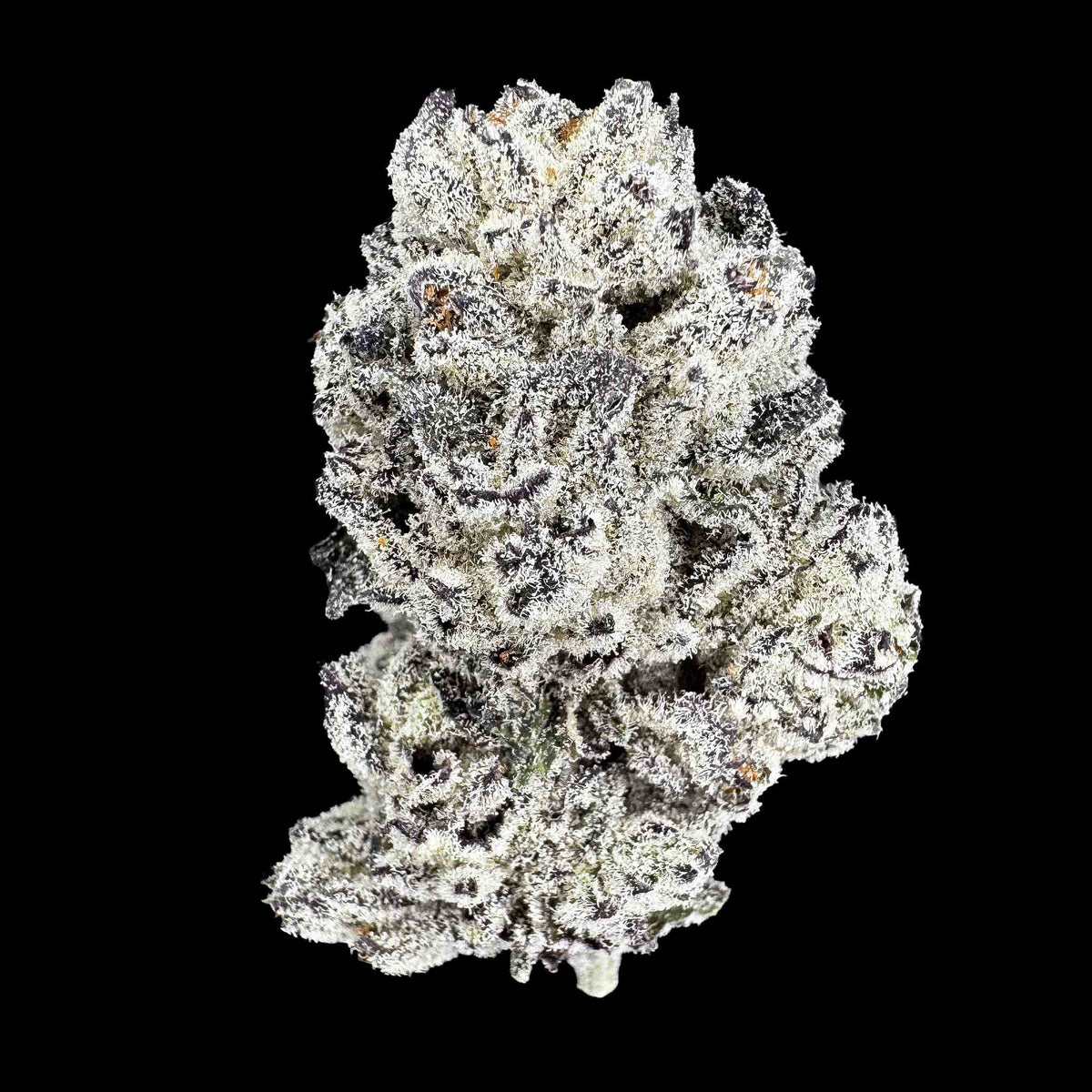 Hall Pass (Bulk)