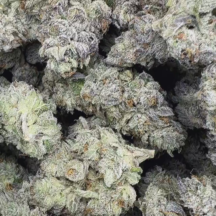 Video close up of one bulk pound of Snow Runtz strain high thca premium top shelf legal weed dried buds. Hemp flowers with potent crystals and high terpenes in a turkey bag. The smell is Trolli sour brite crawlers swimming in gas.