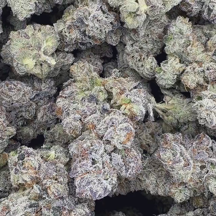 Video close up of one bulk pound of Sherbanger strain high thca premium top shelf legal weed dried buds. A turkey bag of hemp flowers with potent crystals and high terpenes on a black background. The smell is sour patch strips wrapped in a creamy cloud.