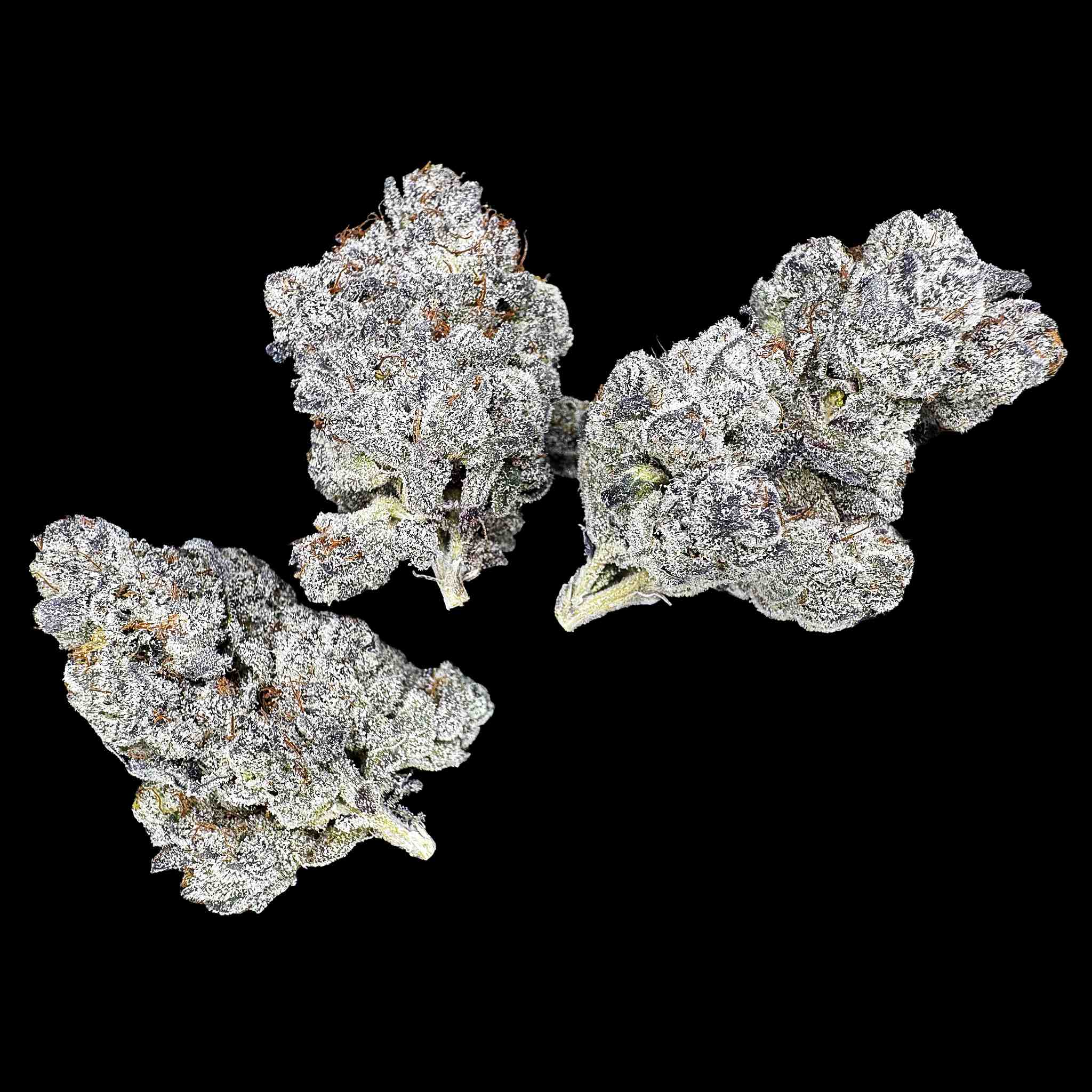 Close up of three dried buds of Sherbanger strain high thca premium top shelf legal weed. A hemp flower with potent crystals and high terpenes on a black background. The smell is sour patch strips wrapped in a creamy cloud.