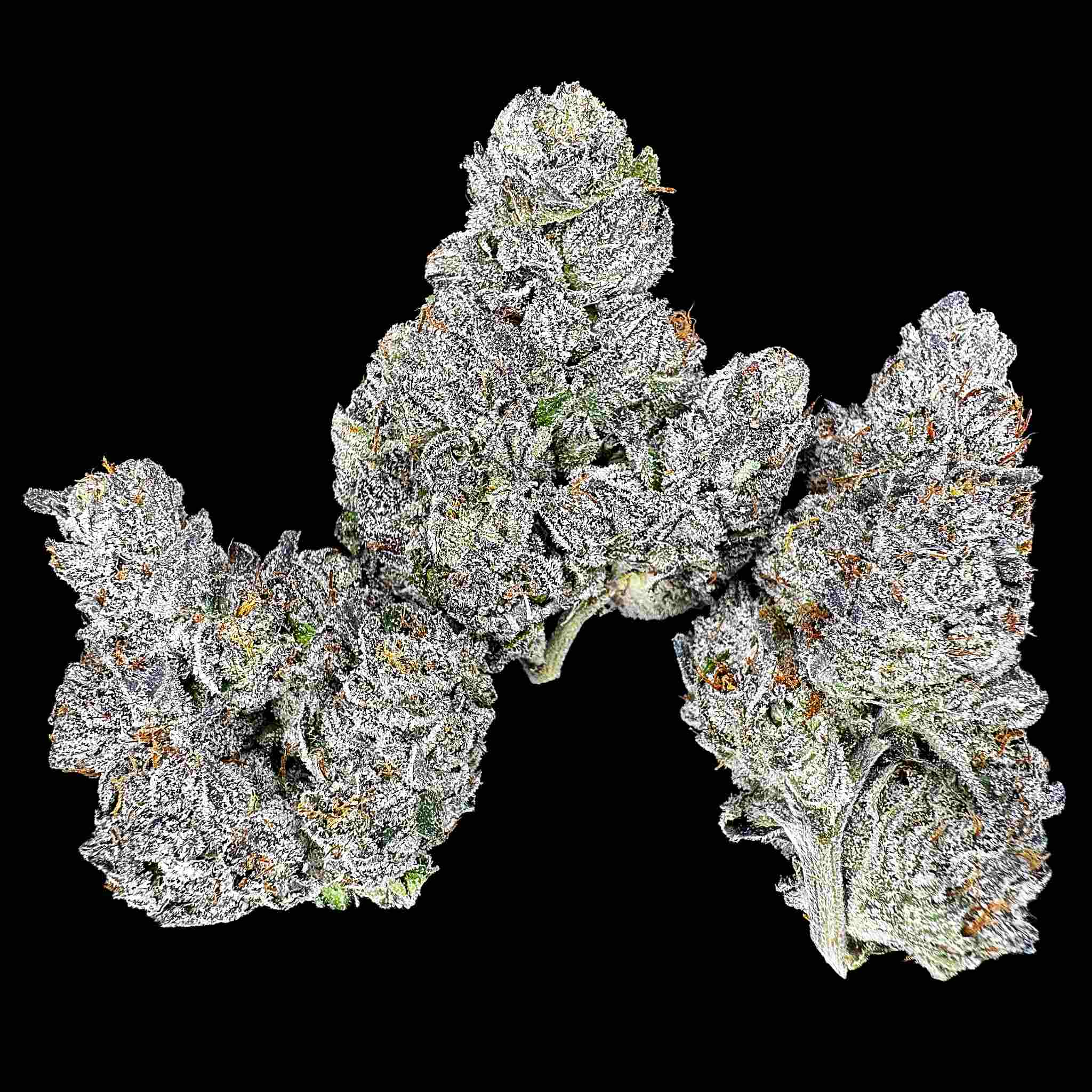 Close up of three dried buds of Snow Runtz strain high thca premium top shelf legal weed. Hemp flowers with potent crystals and high terpenes on a black background. The smell Trolli sour brite crawlers swimming in gas.